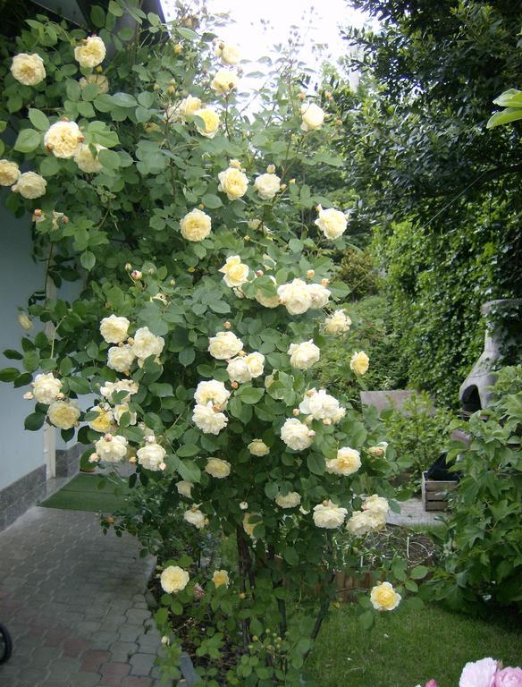 Valgioie Il Giardino Delle Farfalle מראה חיצוני תמונה
